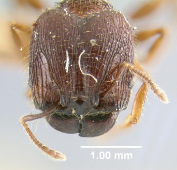 Media type: image;   Entomology 9090 Aspect: head frontal view